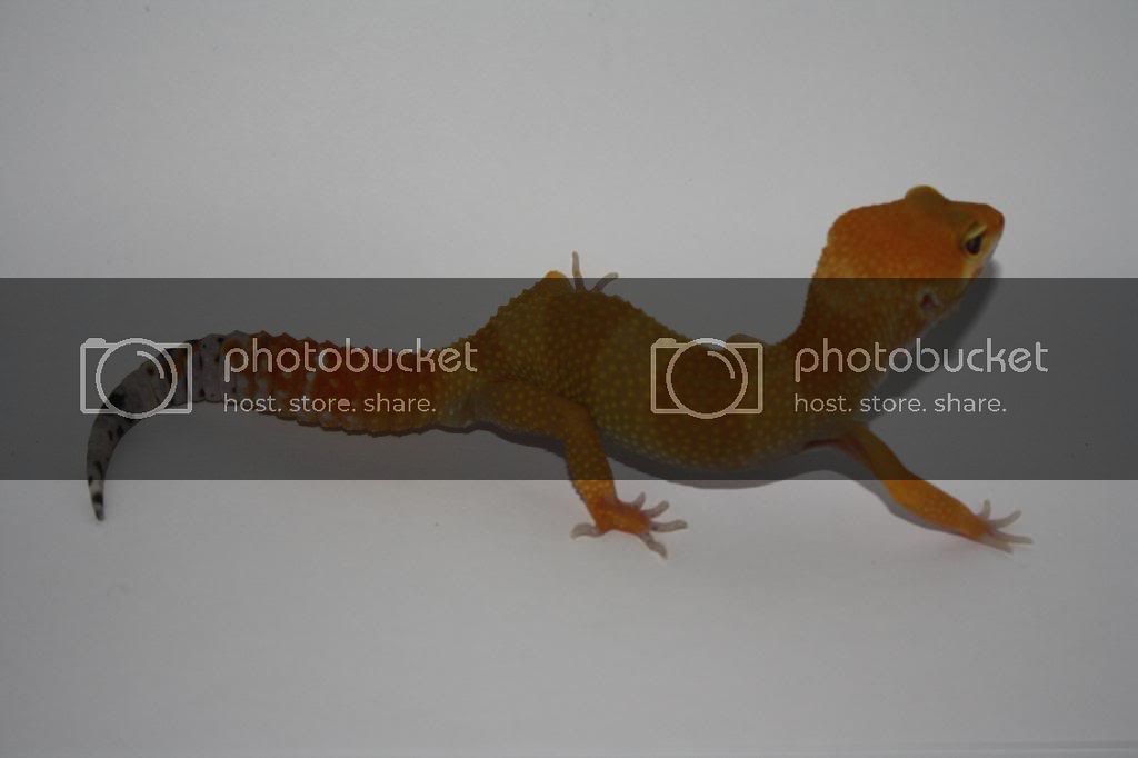 Geckos013.jpg