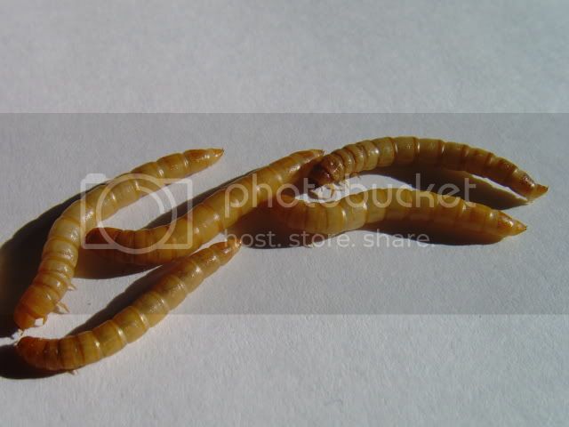 SNV38865.jpg