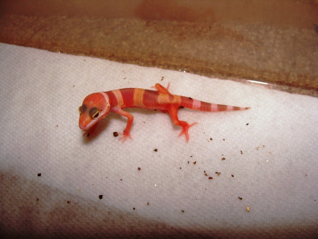 gecko%20babies%20resize%205.JPG