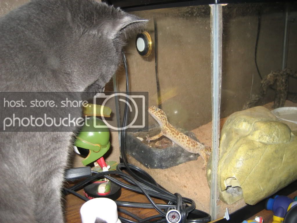 rats008.jpg