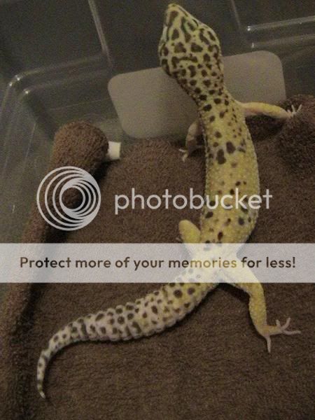 leopardgeckos-01.jpg
