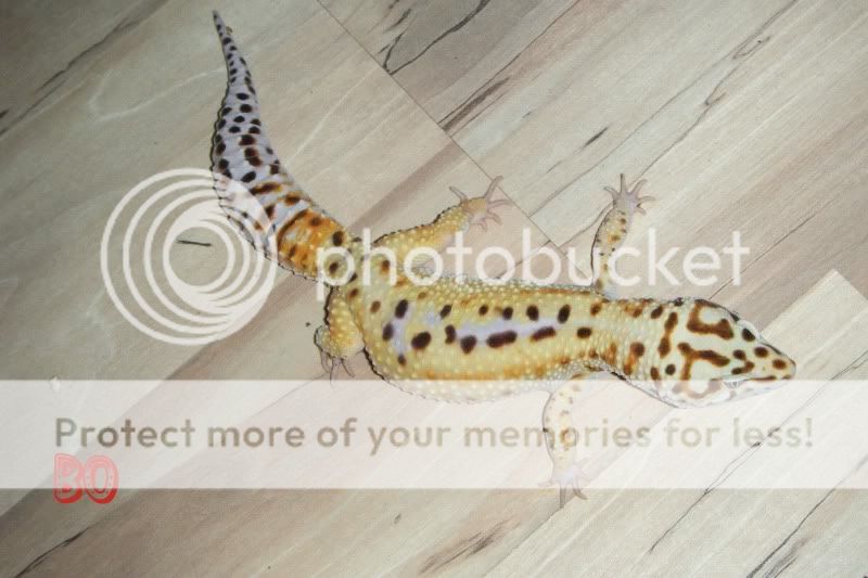 DSCF1229.jpg