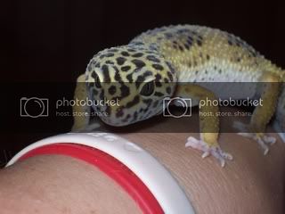 geckos4014.jpg