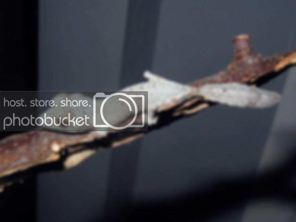 cbhenk32.jpg
