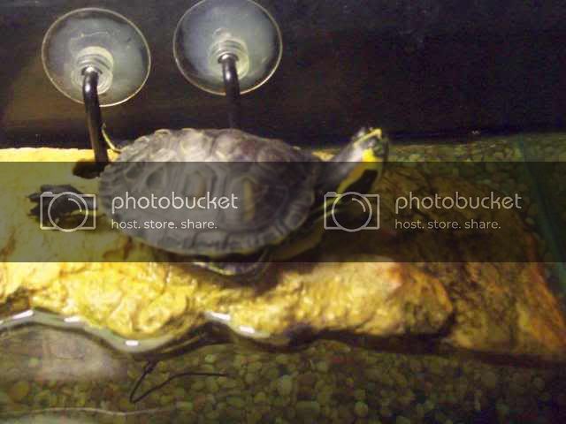 turtle004.jpg