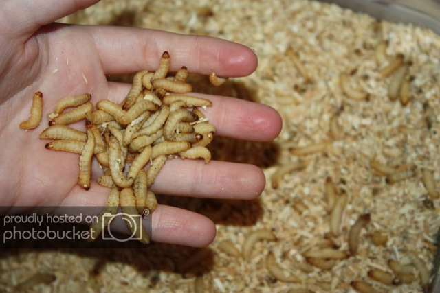 How to Cook Bugs: Waxworms