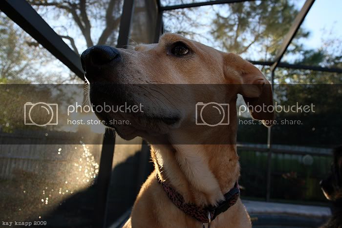 dogzfeb5.jpg