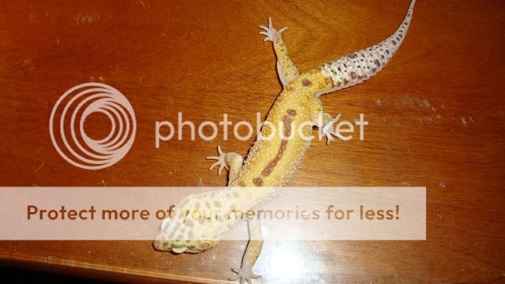 geckospiders051.jpg