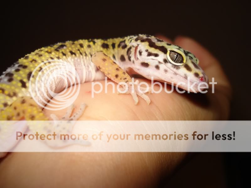 gecko914.jpg