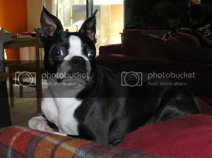 mugsy.jpg