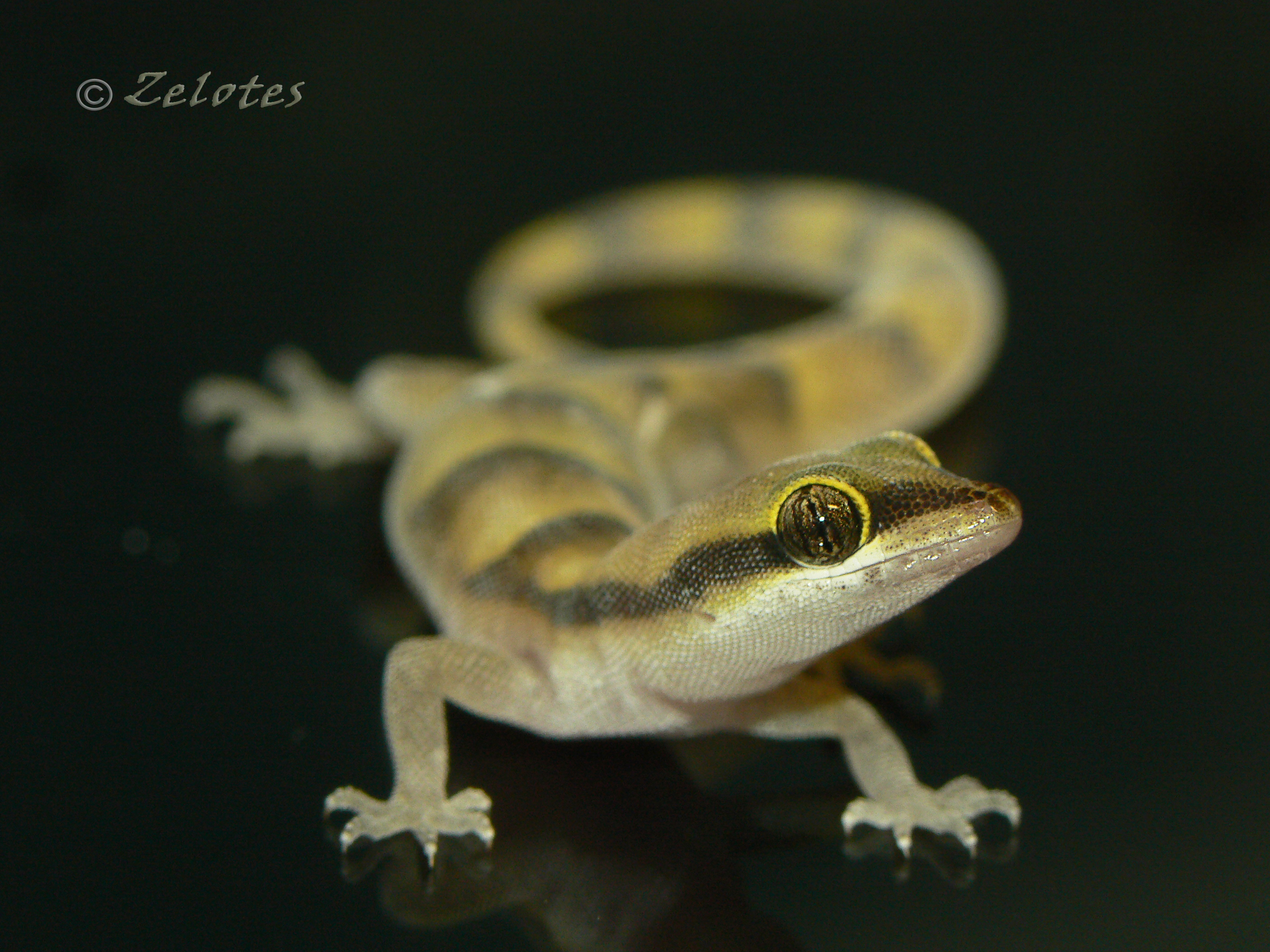 www.geckotime.com