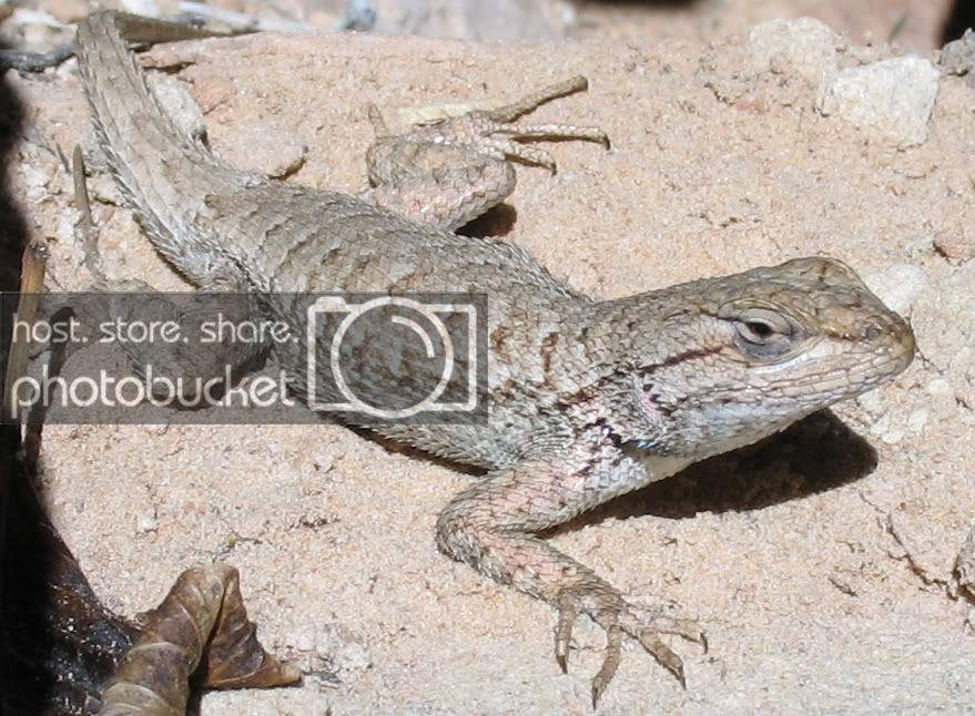 prarieplateaulizard2.jpg