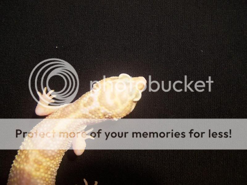HembraC47MackSnowRAPTOR2.jpg