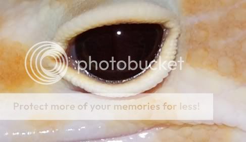 eyes24.jpg