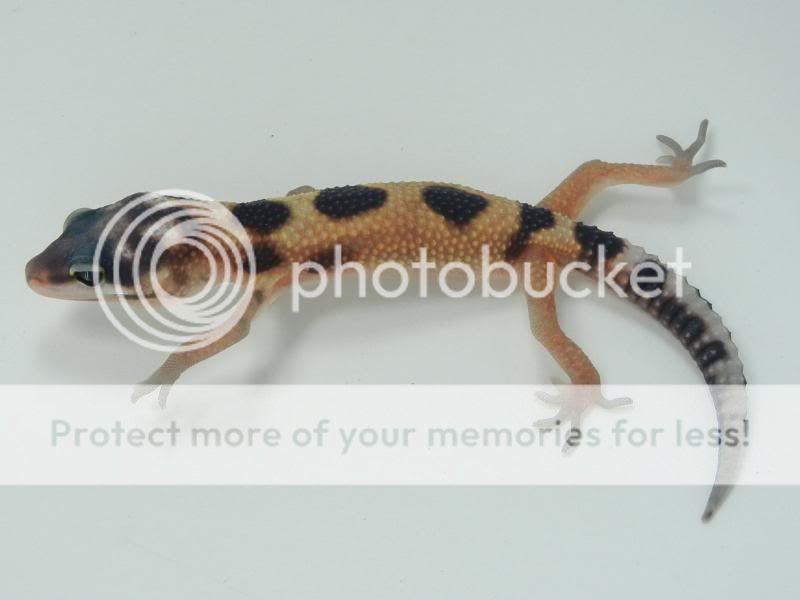 GeckosAugust2011048.jpg