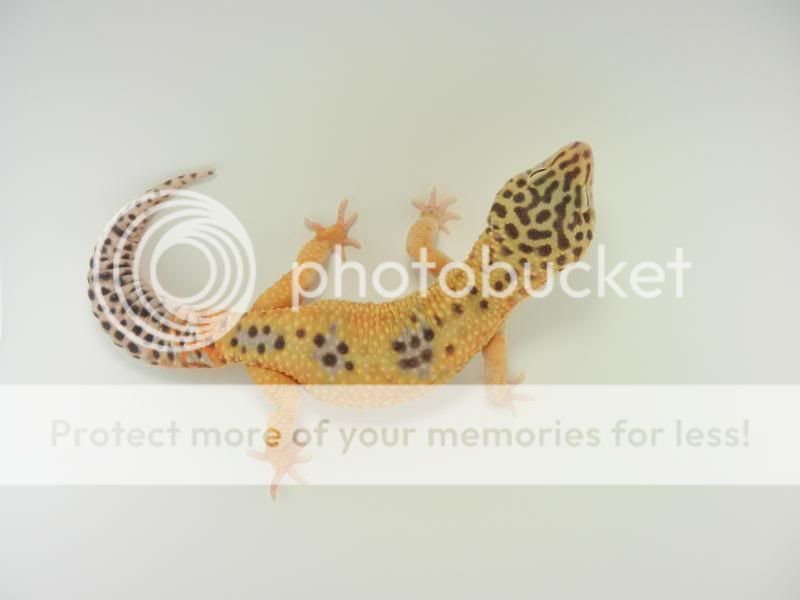 GeckosApril2011225.jpg