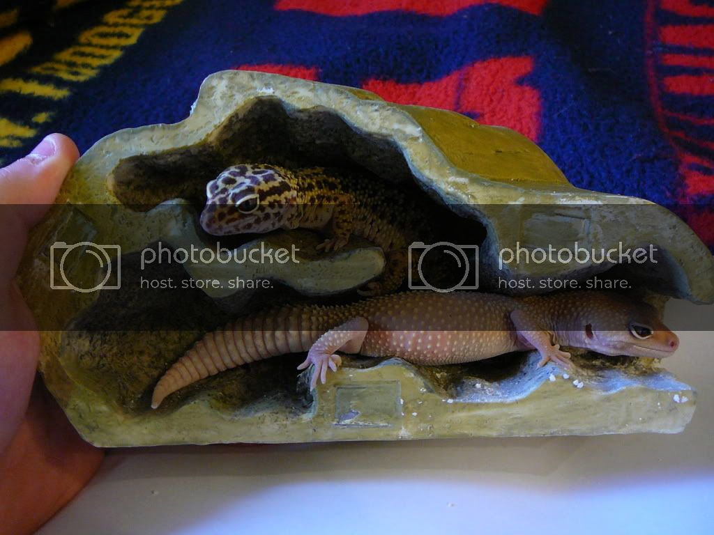 Geckos008.jpg
