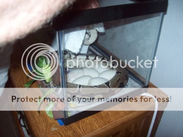 Eggs030.jpg