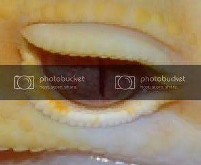 geckos00301121.jpg