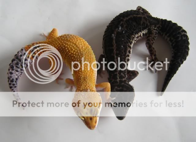black-orange.jpg