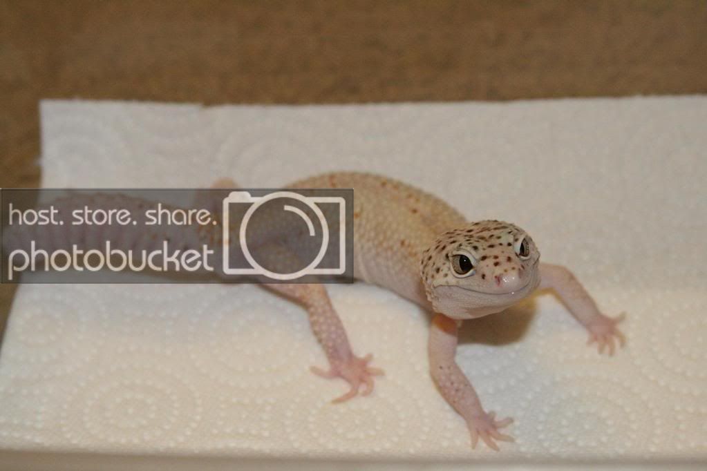 Samson2.jpg