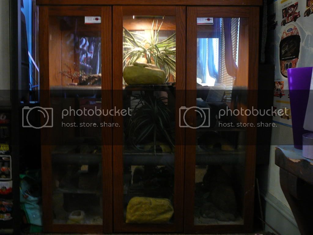 geckocondo001.jpg