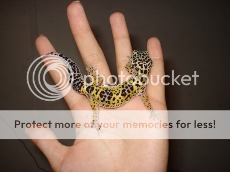 gecko987.jpg