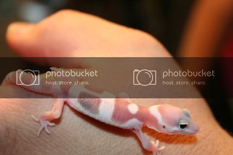 geckoeyes007.jpg