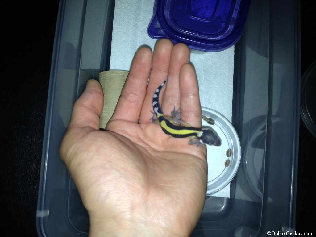 bandit-hatchling-2013b3.jpg