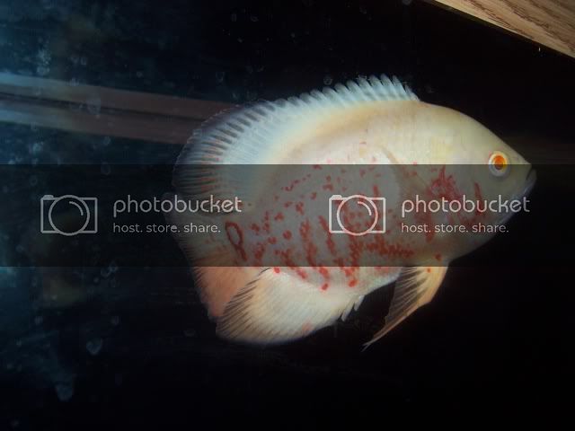 mypictures018.jpg