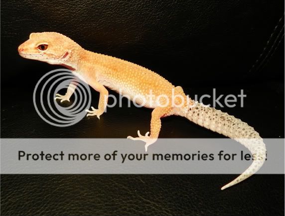 geckos015.jpg