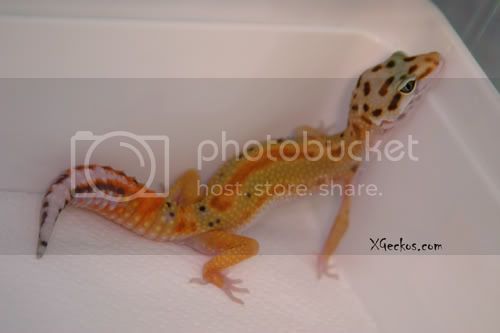 IMG_3008nieves.jpg