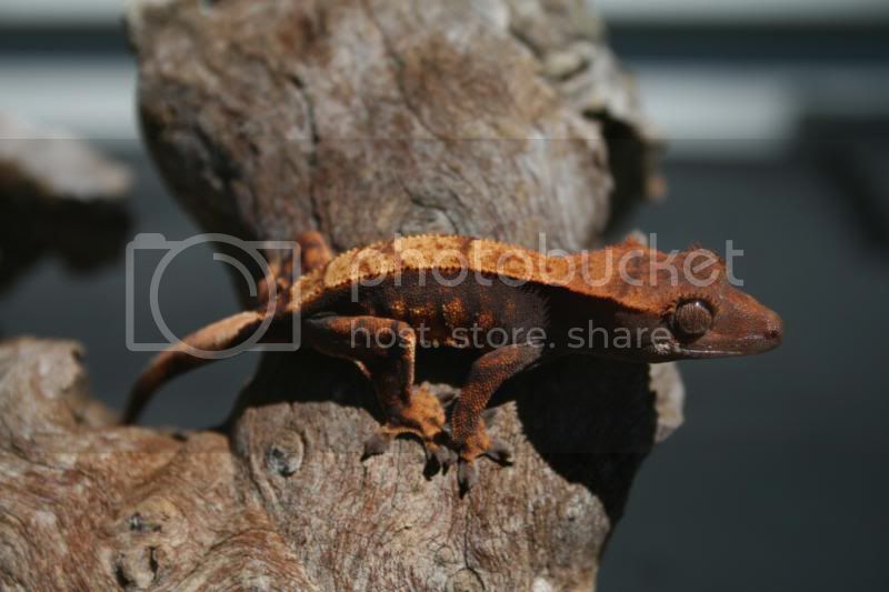 IMG_3113.jpg