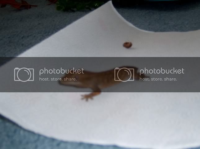 Crestie.jpg