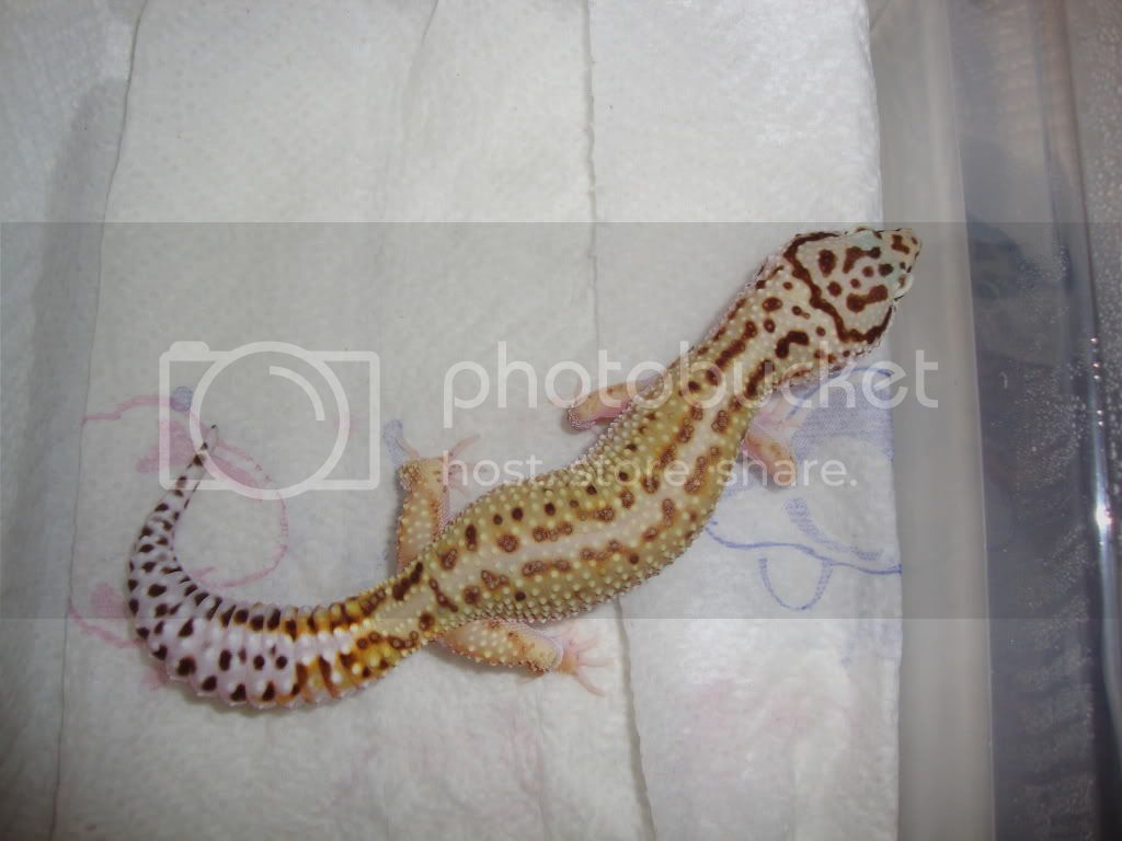 Geckos090.jpg