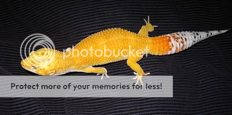 geckos020.jpg