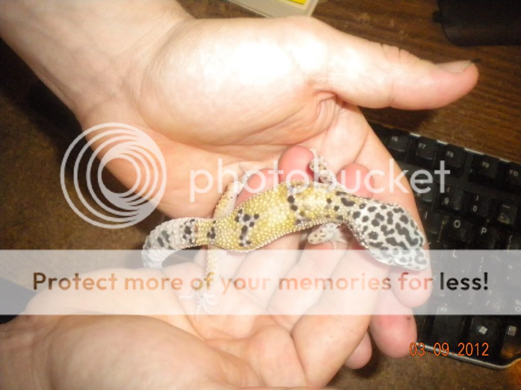 geckosbabies048.jpg