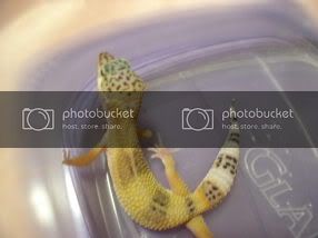 GEckos010.jpg