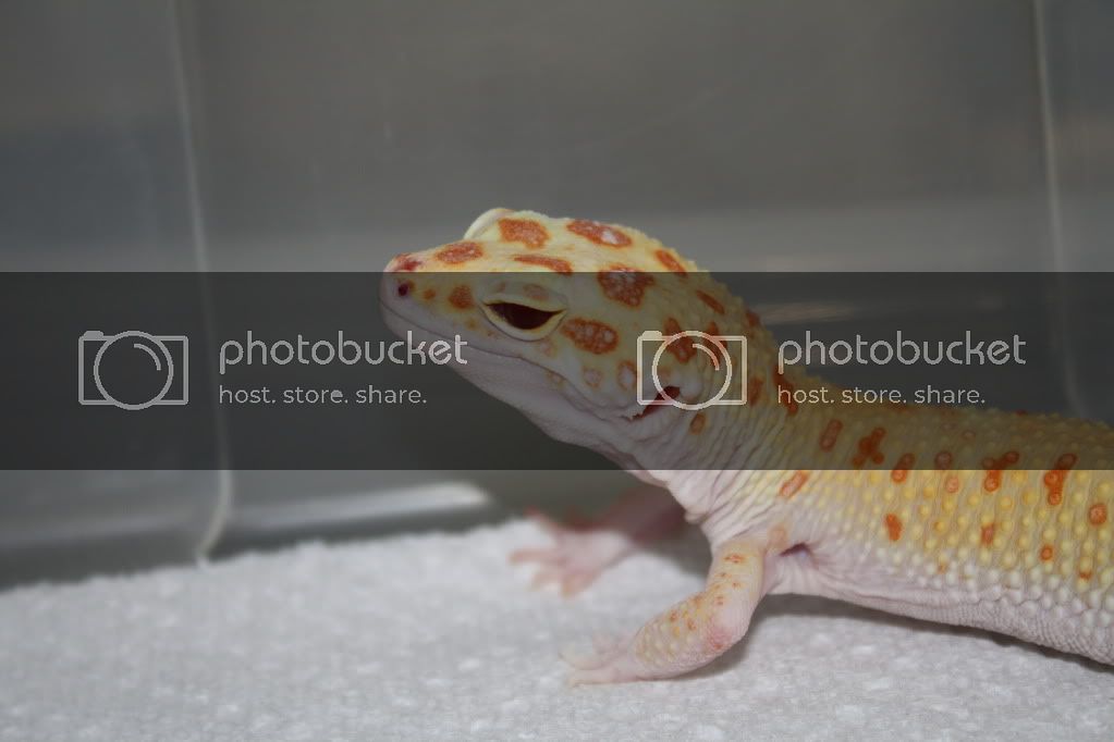 Geckos064.jpg