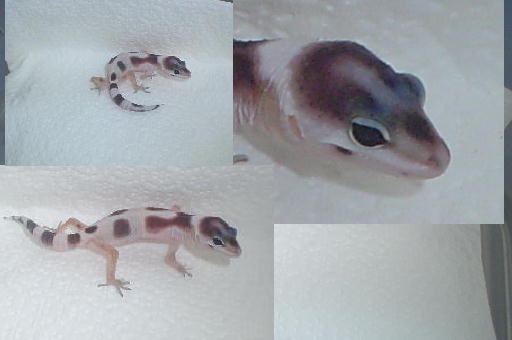 geckosecond2008a123.jpg