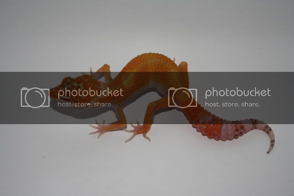 Geckos011.jpg