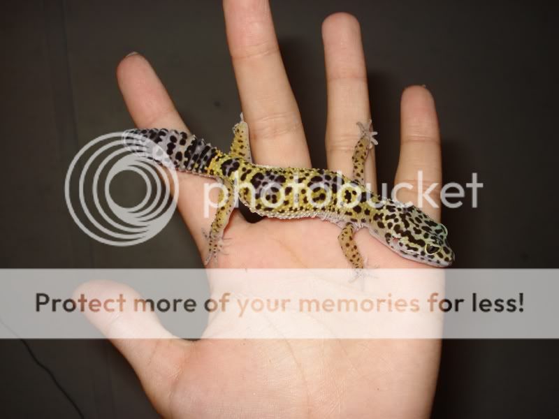 gecko986.jpg