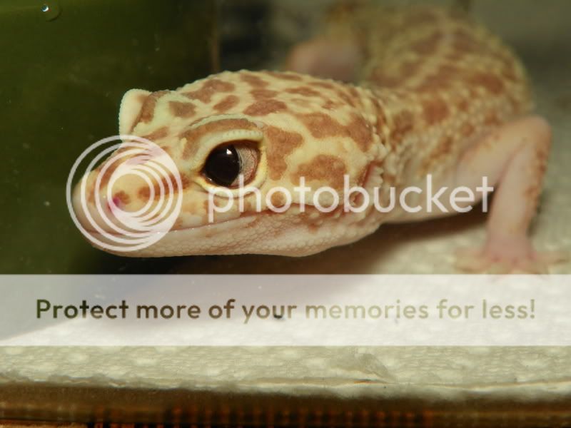 geckos002.jpg