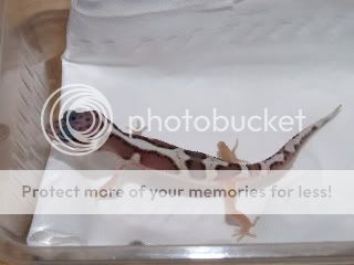 DSCF2185.jpg