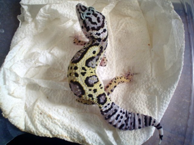 geckobabyh1b1p4.jpg