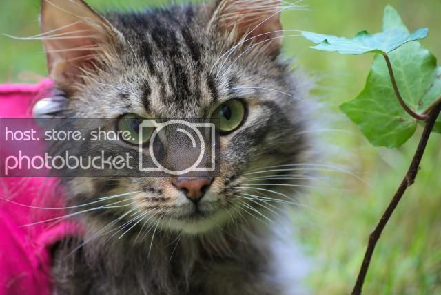 01Cat_zpsb117471a.jpg