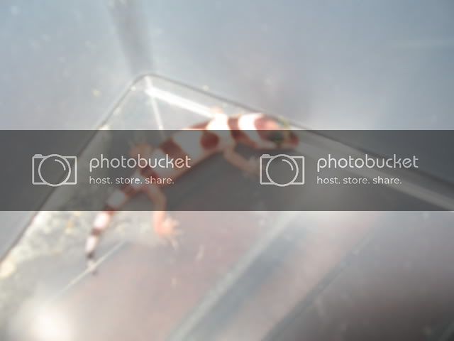 Geckos005.jpg