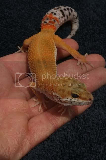 geckos069.jpg