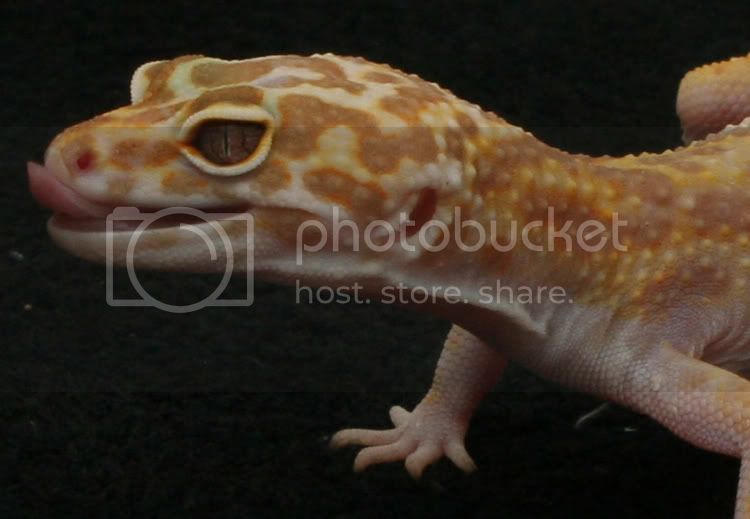 008-sucker-001.jpg