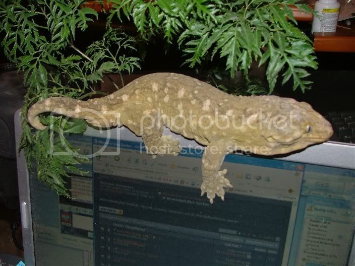 CopyofMiscGecko003.jpg